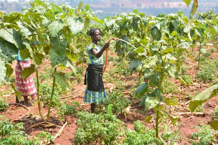 Modern Irrigation Technology Transforms Fruit Farming in Gisagara District